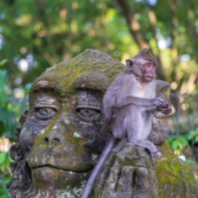 Monkey sitting on top of monkey stone sculpture in Ubud forest.