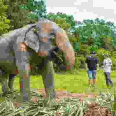 Elephant eating at a sanctuary in Phuket.