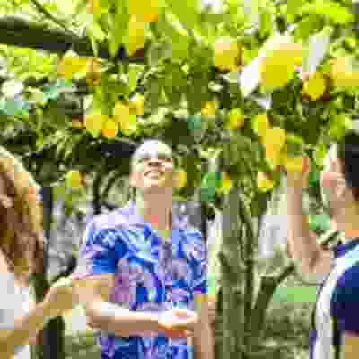 Travellers picking lemons from a tree on coastal lemon tour.