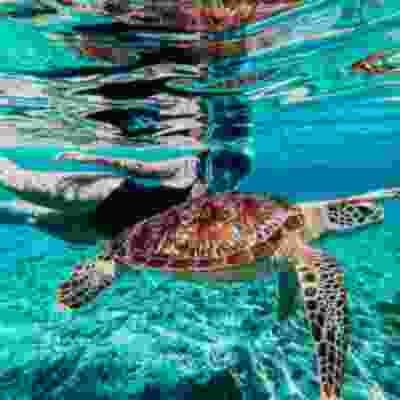 Underwater view of women snorkelling next to a sea turtle on boat trip in Gili..