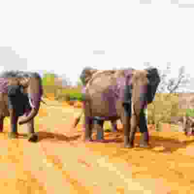 Elephants in Chobe South Africa