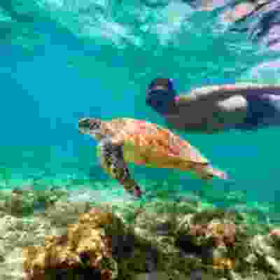 Male traveller snorkelling next to a turtle in Moalboal.