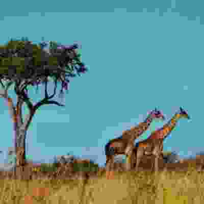 See Giraffes on a safari in Tanzania