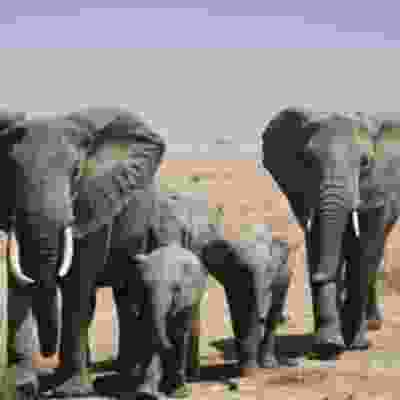 Spotting elephants on safari in the Serengetti